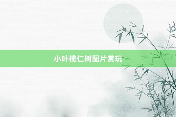 小叶榄仁树图片赏玩